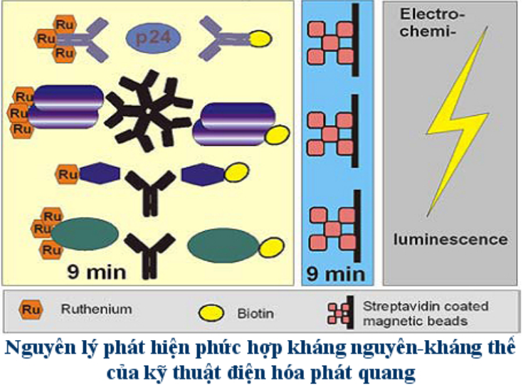 Nguyên Lý Xét Nghiệm Miễn Dịch Hóa Phát Quang